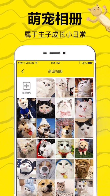 猫狗翻译